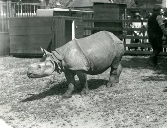 Um jovem rinoceronte indiano no zoológico de Londres, em junho de 1922